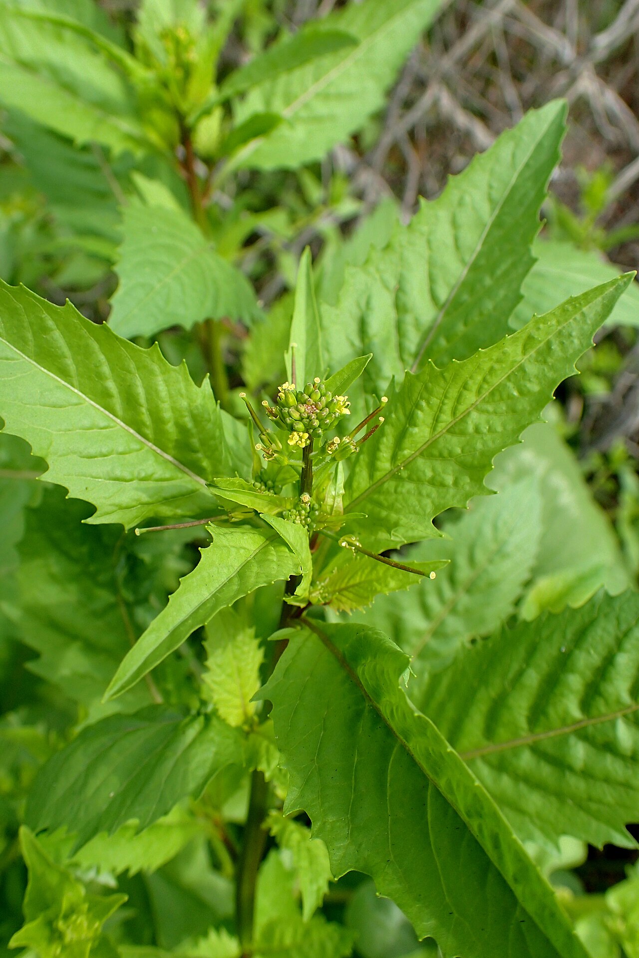 Mediterranean rocket: Sisymbrium erysimoides in Callao Salvaje, Tenerife