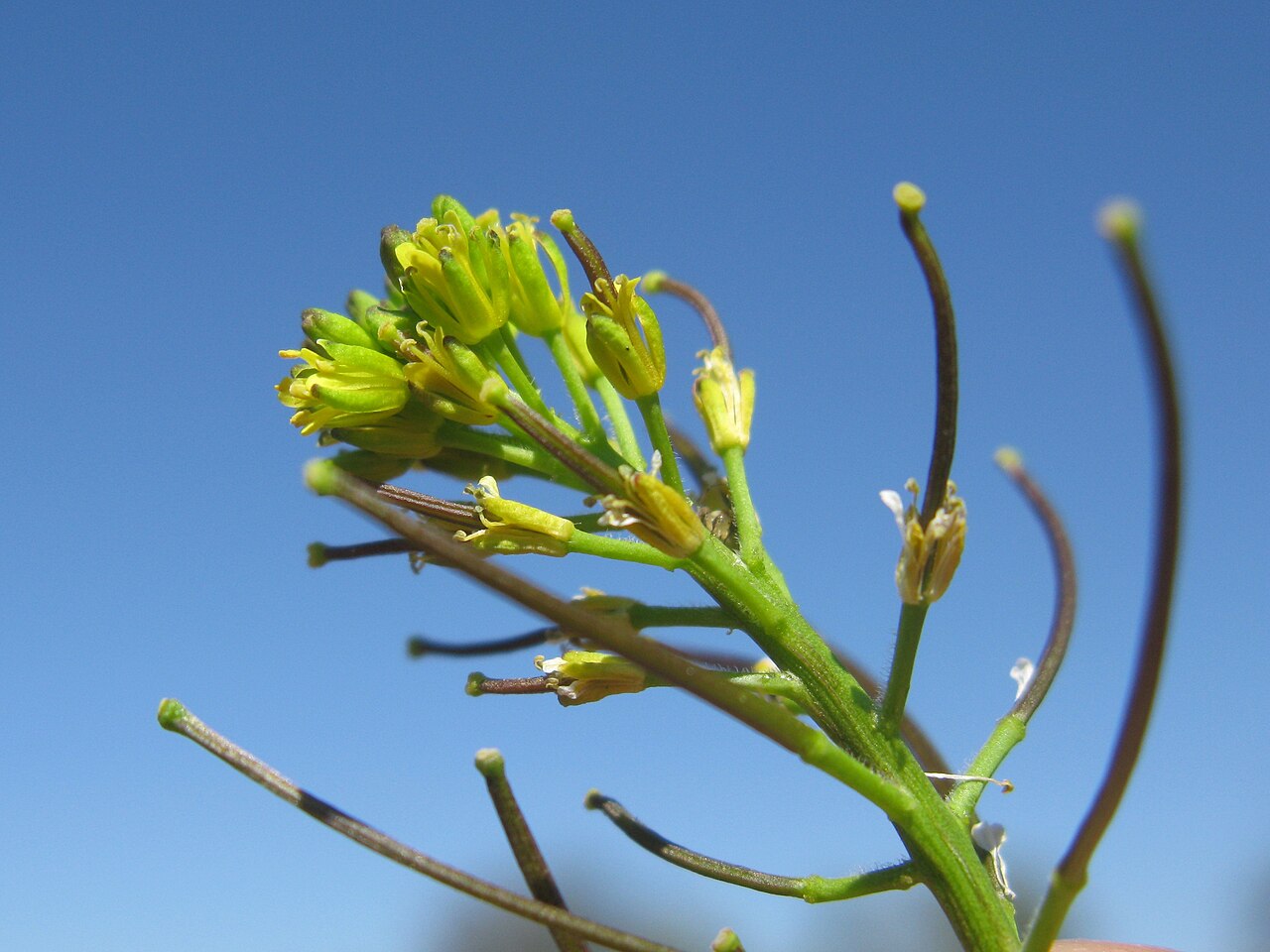 Mediterranean rocket: Introduced, cool season, annual, erect, glabrous or shortly pubescent herb 10–80 cm tall. Basal leaves are to 15 cm long, lyrate-pinnatifid, toothed, petiolate,