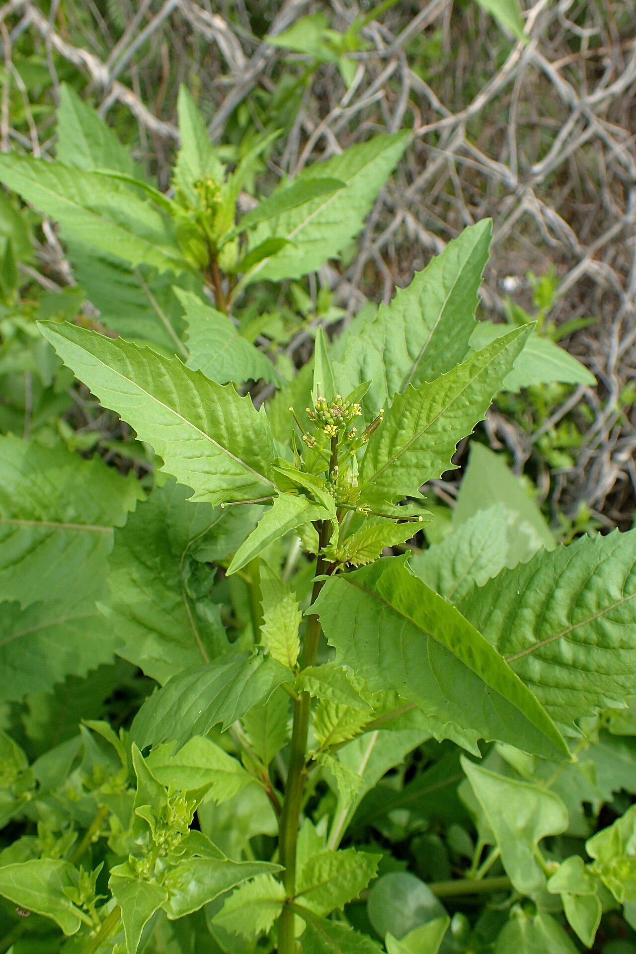 Mediterranean rocket: Sisymbrium erysimoides in Callao Salvaje, Tenerife
