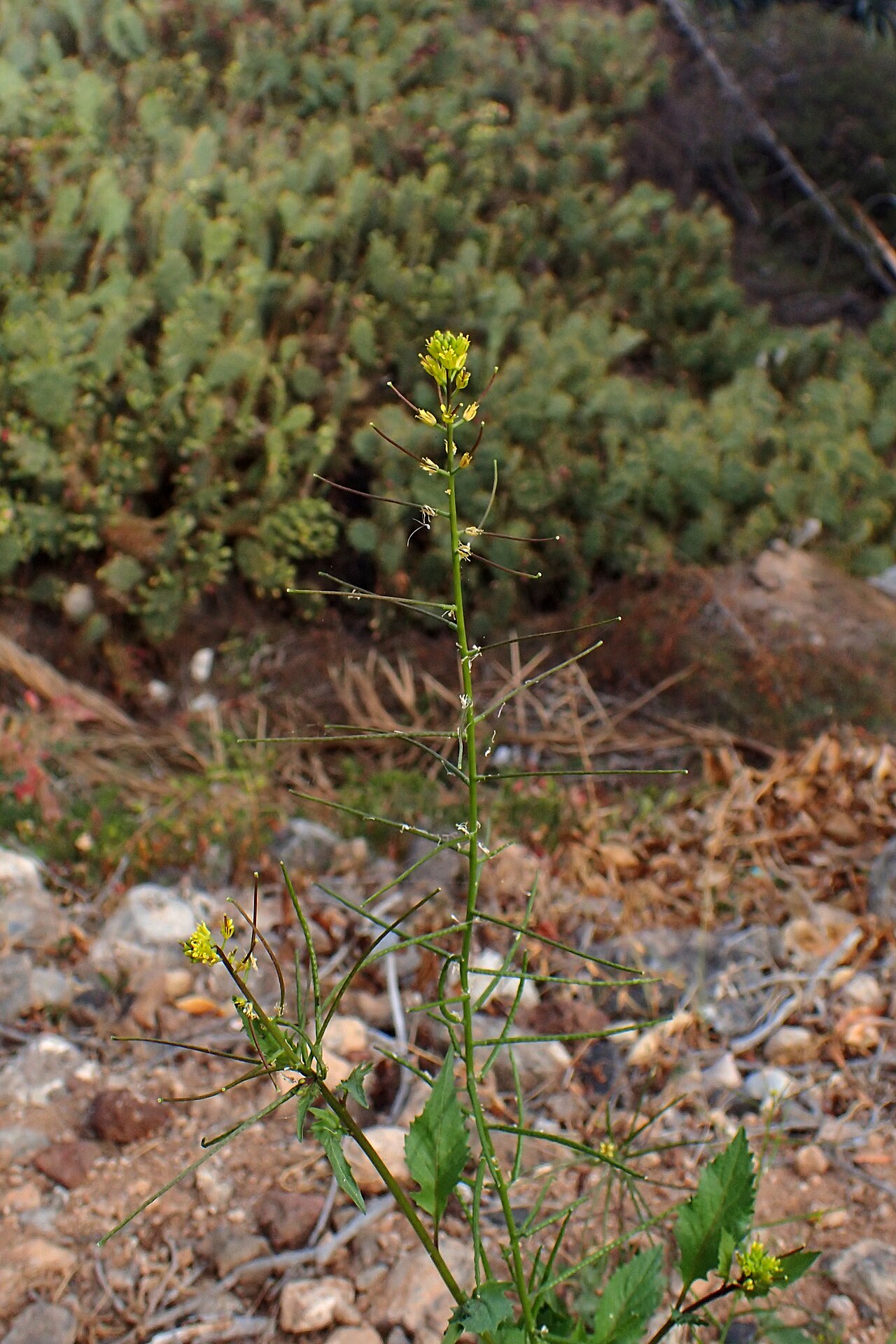 Mediterranean rocket: Sisymbrium erysimoides in Callao Salvaje, Tenerife