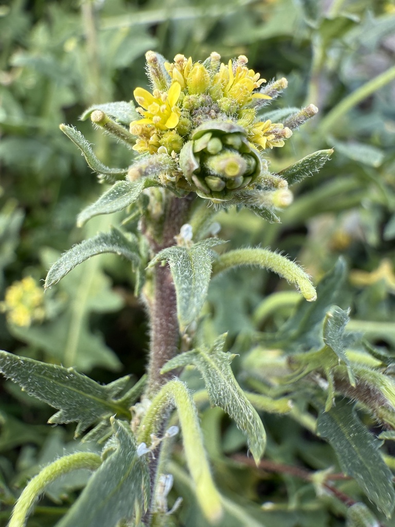 Sisymbrium runcinatum (Sisymbrium runcinatum)