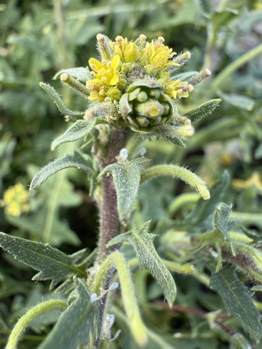 Sisymbrium runcinatum (Sisymbrium runcinatum)