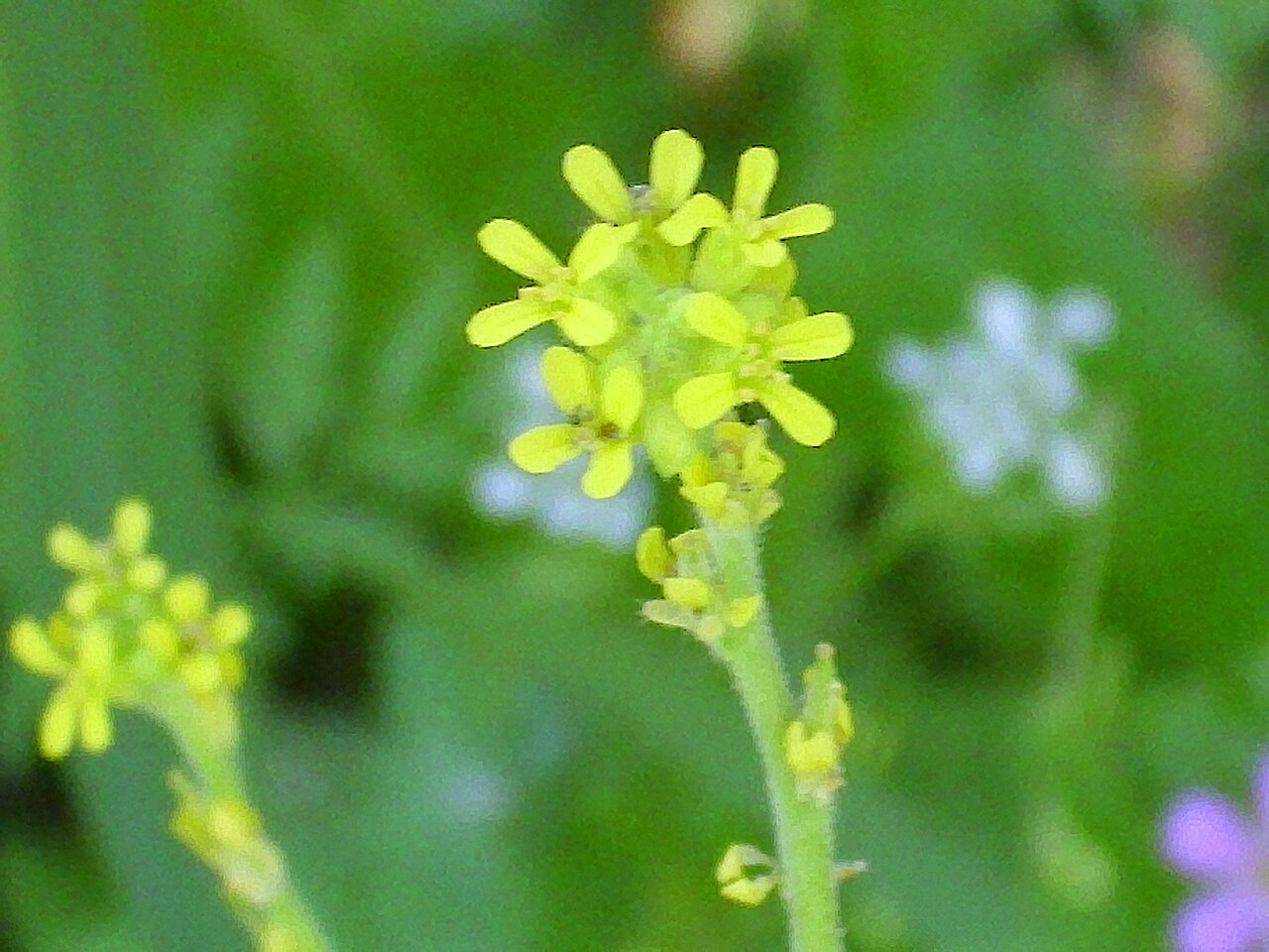 Sisymbrium runcinatum: Sisymbrium runcinatum close up, Sierra Madrona , Spain