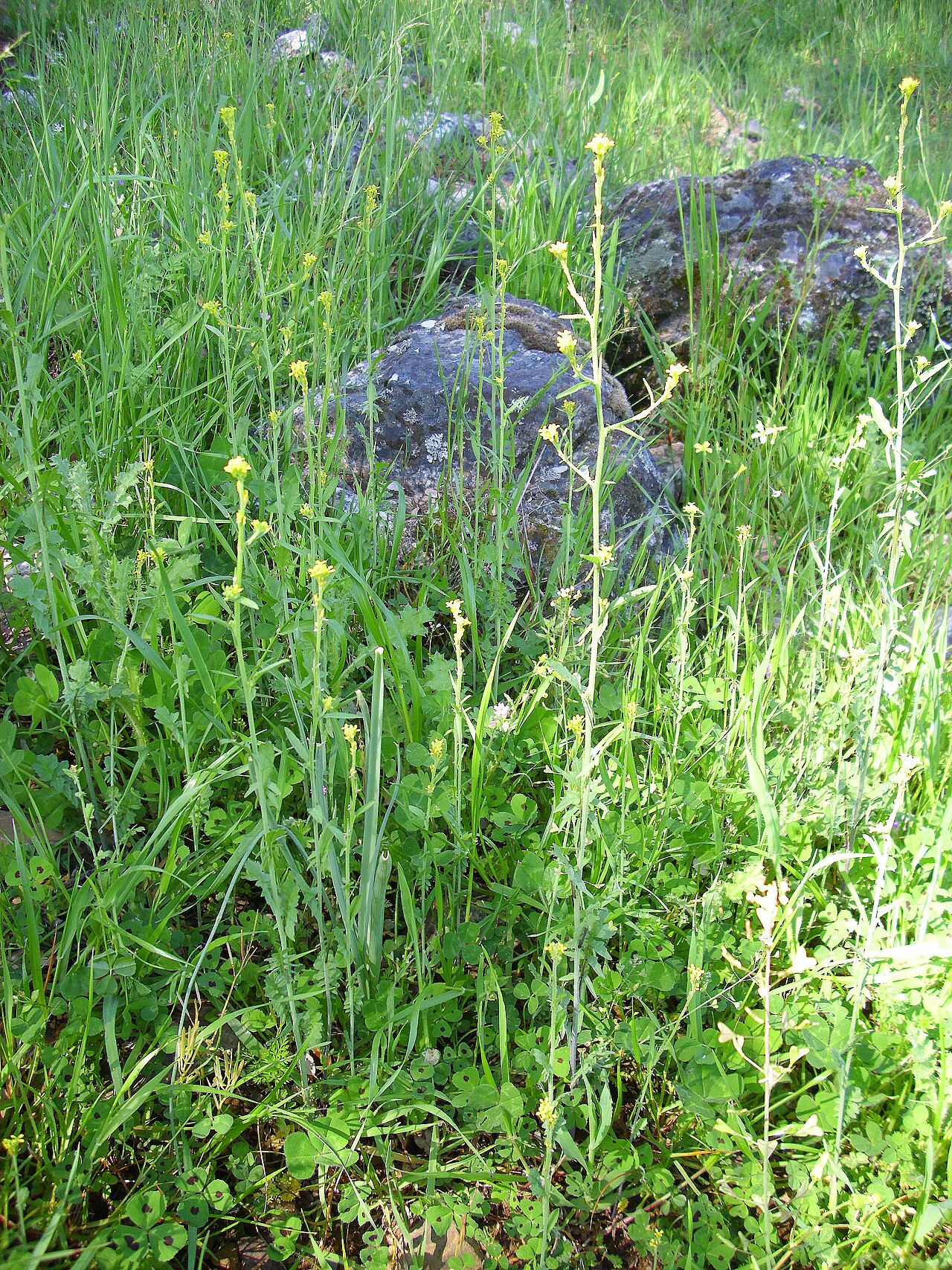 Sisymbrium runcinatum: Sisymbrium runcinatum habit, Sierra Madrona , Spain