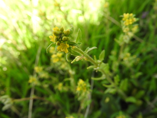 Sisymbrium runcinatum (Sisymbrium runcinatum)