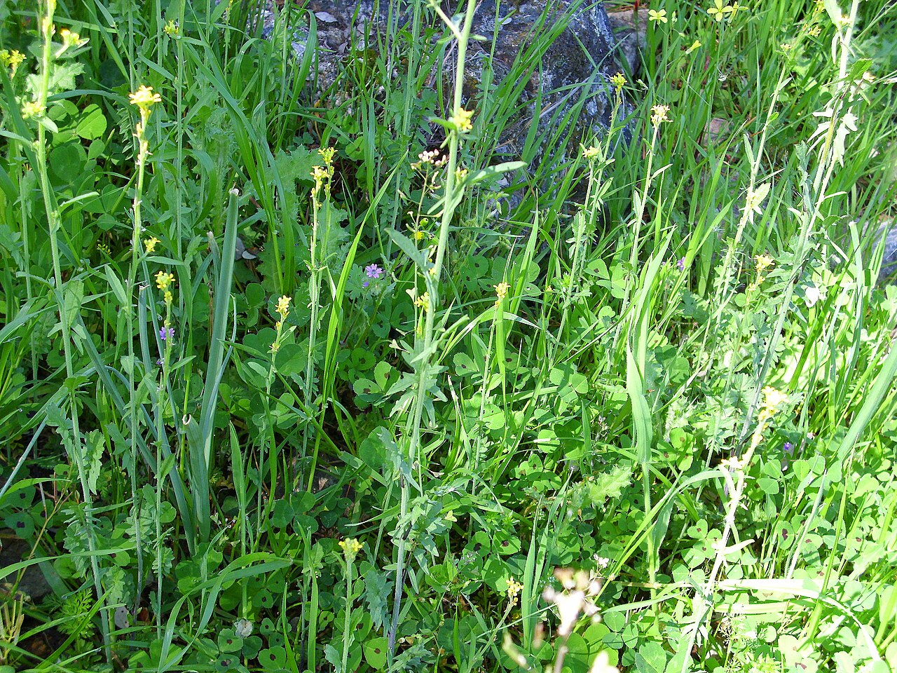 Sisymbrium runcinatum: Sisymbrium runcinatum habit, Sierra Madrona , Spain