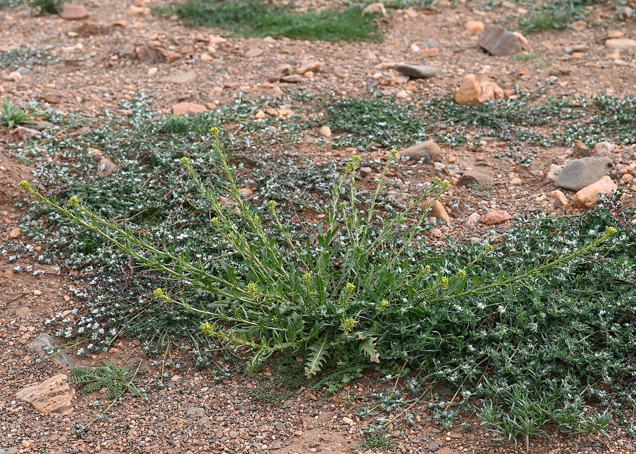 Sisymbrium runcinatum: Sisymbrium runcinatum on Mirador Cárcavas de Marchal, Andalusia