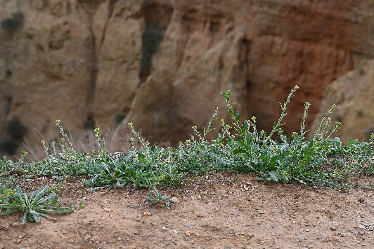 Sisymbrium runcinatum: Sisymbrium runcinatum on Mirador Cárcavas de Marchal, Andalusia