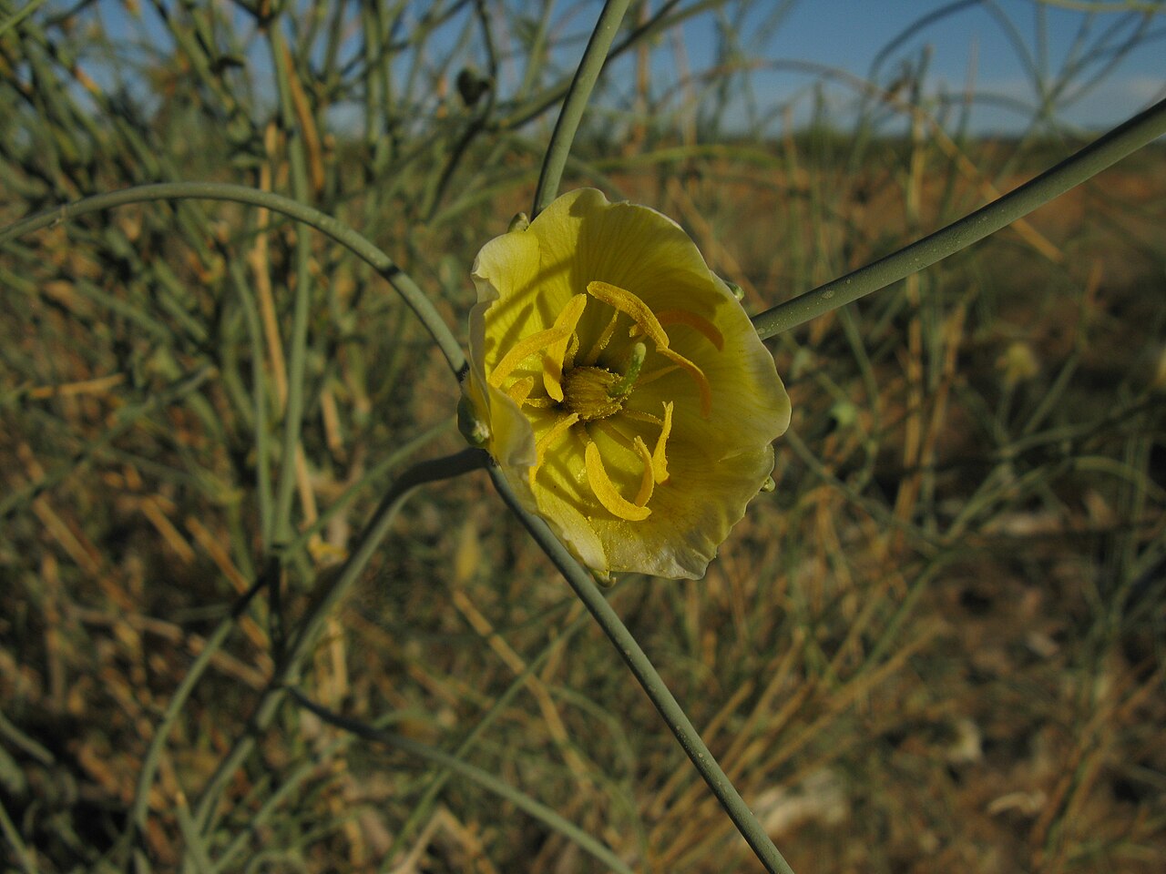 Sisyndite spartea: Sisyndite spartea E.Mey. ex Sond. Zygophyllaceae. Flower