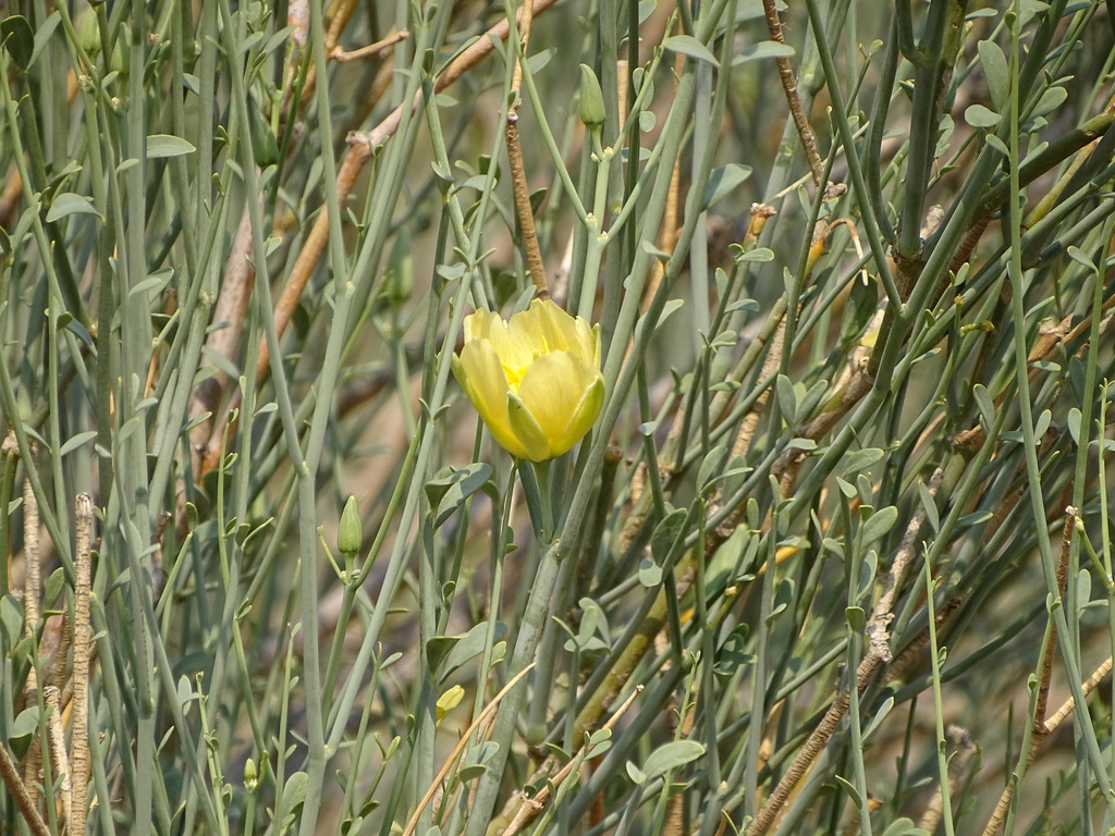 Sisyndite spartea (Sisyndite spartea)