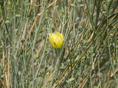 Sisyndite spartea (Sisyndite spartea)