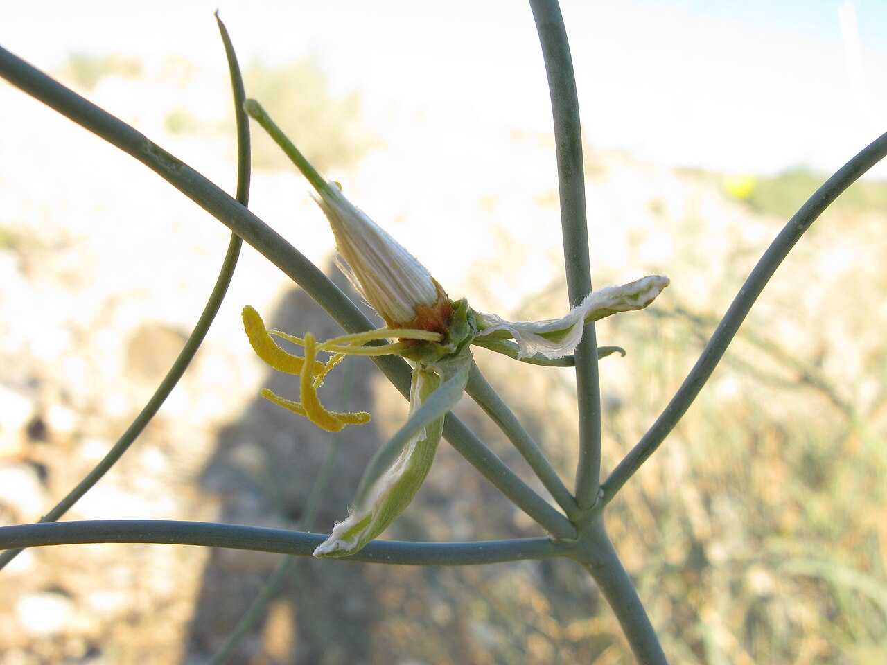 Sisyndite spartea: Sisyndite spartea E.Mey. ex Sond. Zygophyllaceae. Immature fruit