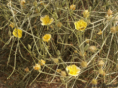 Sisyndite spartea (Sisyndite spartea)