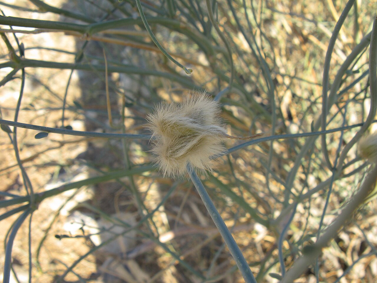 Sisyndite spartea: Sisyndite spartea E.Mey. ex Sond. Zygophyllaceae. Fruit