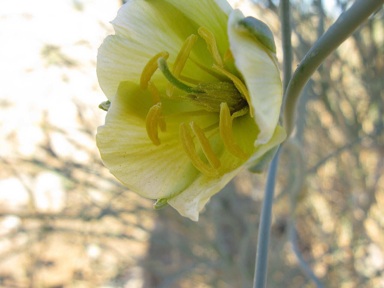 Sisyndite spartea: Sisyndite spartea E.Mey. ex Sond. Zygophyllaceae. Flower