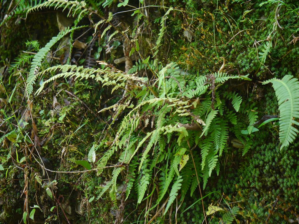 Sitobolium hirsutum: Dennstaedtia hirsuta:イヌシダ 2015/09/12 和歌山県田辺市:Tanabe City. Wakayama Pref. Japan