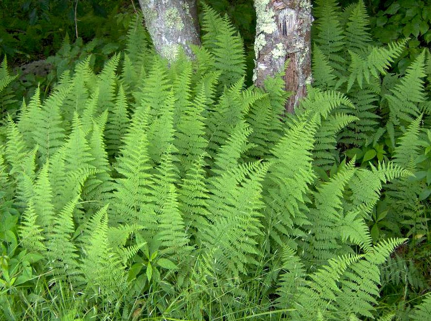 Sitolobium punctilobulum: Dennstaedtia punctilobula growing in the Monongahela National Forest, West Virginia