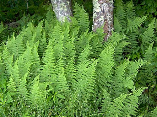 Sitolobium punctilobulum: Dennstaedtia punctilobula growing in the Monongahela National Forest, West Virginia