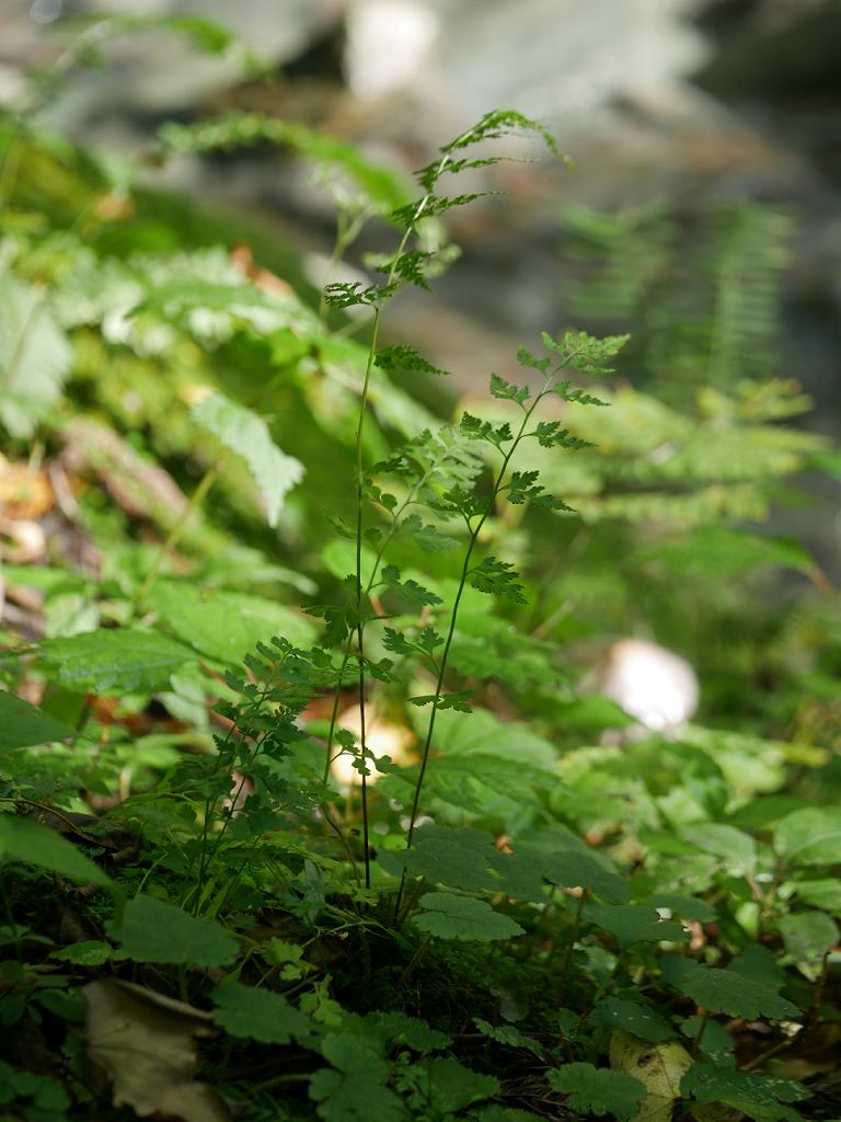 Sitobolium wilfordii: Dennstaedtia wilfordii:オウレンシダ 2018/09/24 岐阜県ひるがの高原:Hirugano Highland, Gifu Pref. Japan