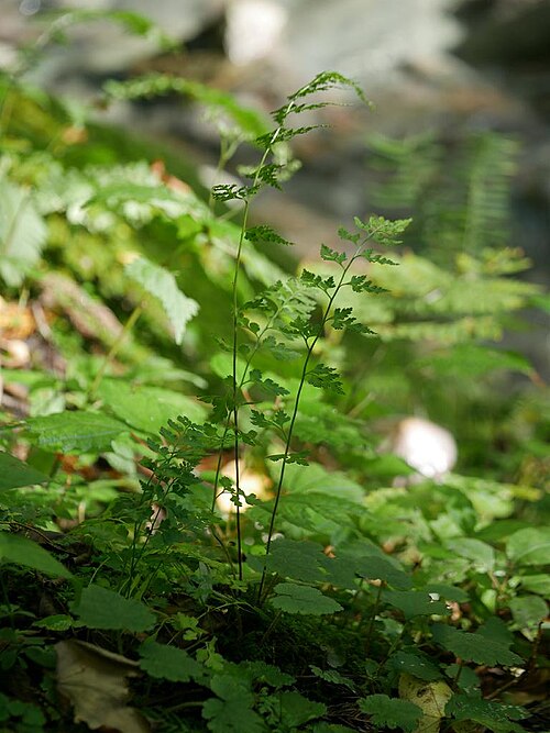 Sitobolium wilfordii: Dennstaedtia wilfordii:オウレンシダ 2018/09/24 岐阜県ひるがの高原:Hirugano Highland, Gifu Pref. Japan