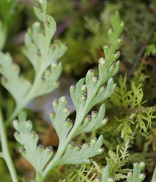 Sitobolium wilfordii: Dennstaedtia wilfordii:オウレンシダ 2018/09/24 岐阜県ひるがの高原:Hirugano Highland, Gifu Pref. Japan