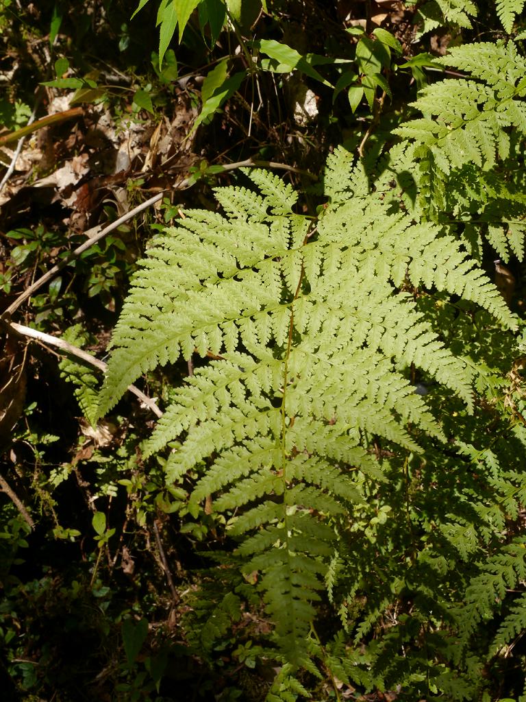 Sitobolium zeylanicum: Dennstaedtia scabra:コバノイシカグマ 2015/10/18 和歌山県田辺市:Tanabe City. Wakayama Pref. Japan