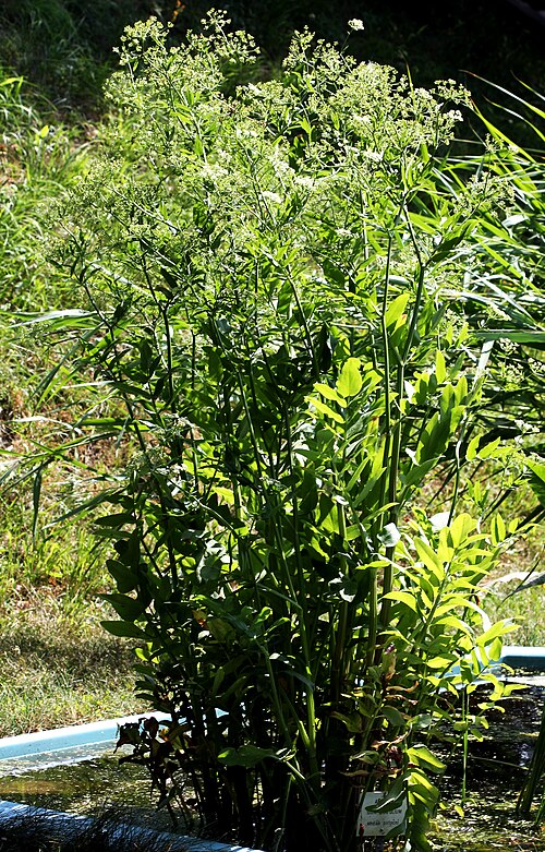 Wideleaf waterparsnip: Plant Sium latifolium , ( Sium latifolium ), the Botanical Gardens of Charles University , Prague , Czech Republic