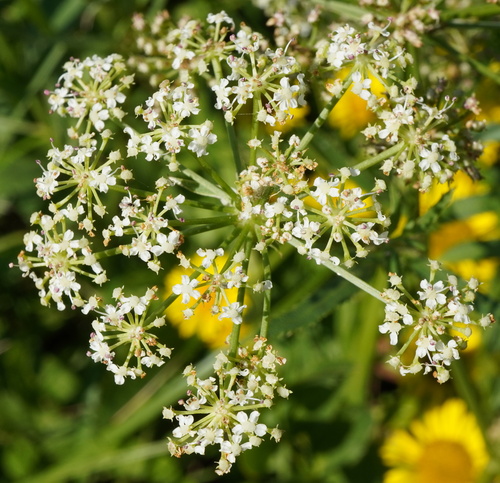 Wideleaf waterparsnip (Sium latifolium)