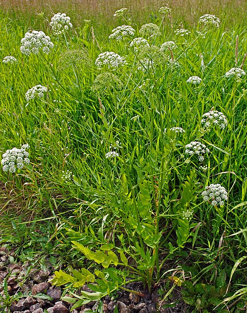Wideleaf waterparsnip: Habitus of flowering Sium latifolium .