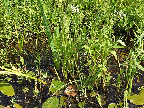 Wideleaf waterparsnip: Greater water parsnip, Sium latifolium, NSG Kirchwerder Wiesen, Kirchwerder, Hamburg, Germany