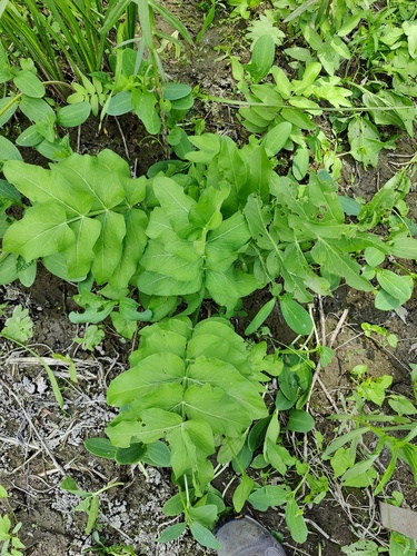 Wideleaf waterparsnip (Sium latifolium)
