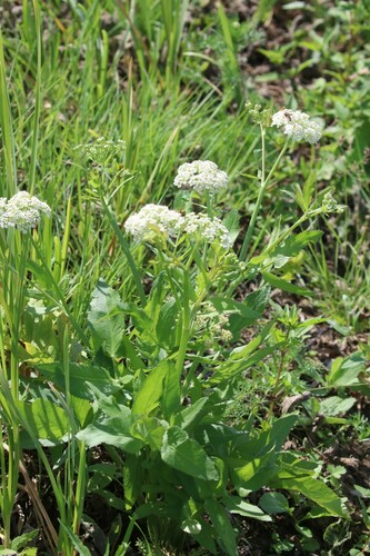 Wideleaf waterparsnip (Sium latifolium)