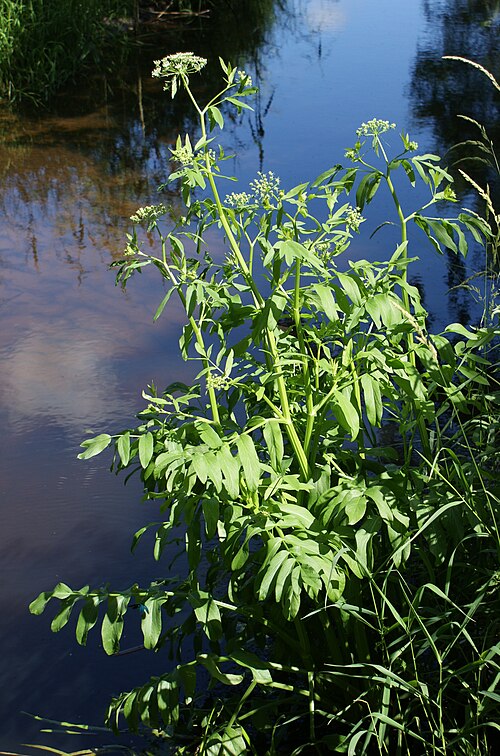 Wideleaf waterparsnip: Sium latifolium on the river Wolczenica bank