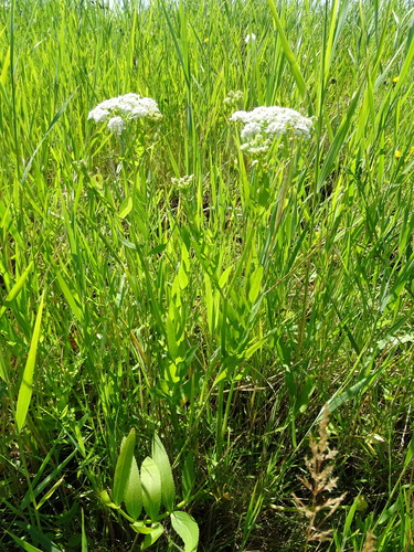 Wideleaf waterparsnip (Sium latifolium)