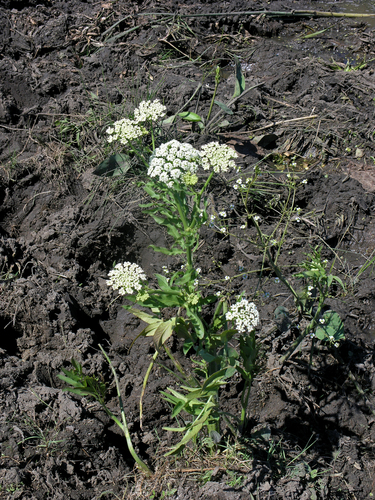 Wideleaf waterparsnip (Sium latifolium)