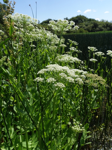 Wideleaf waterparsnip (Sium latifolium)