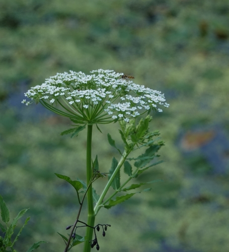 Wideleaf waterparsnip (Sium latifolium)