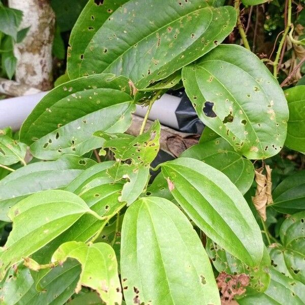 Smilax anceps (Smilax anceps)