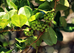 Smilax anceps (Smilax anceps)