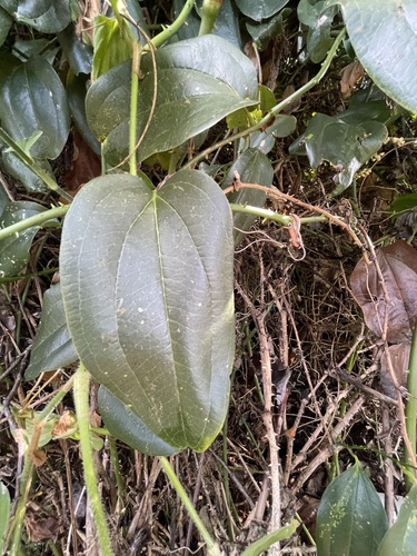 Smilax anceps (Smilax anceps)
