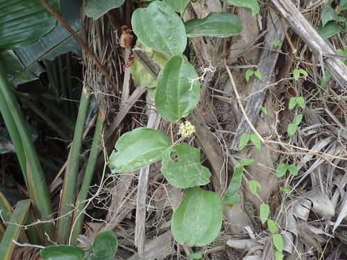 Smilax anceps (Smilax anceps)