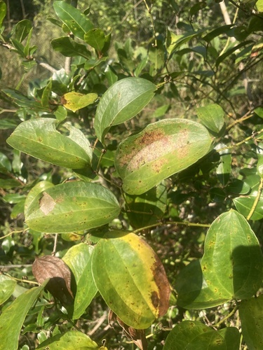 Smilax anceps (Smilax anceps)