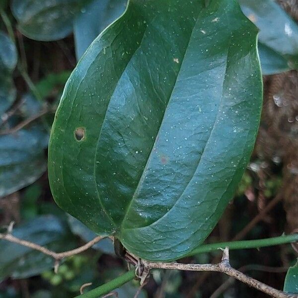 Smilax anceps (Smilax anceps)