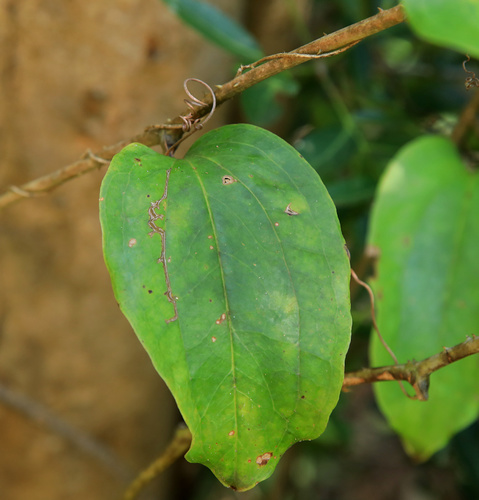 Smilax anceps (Smilax anceps)