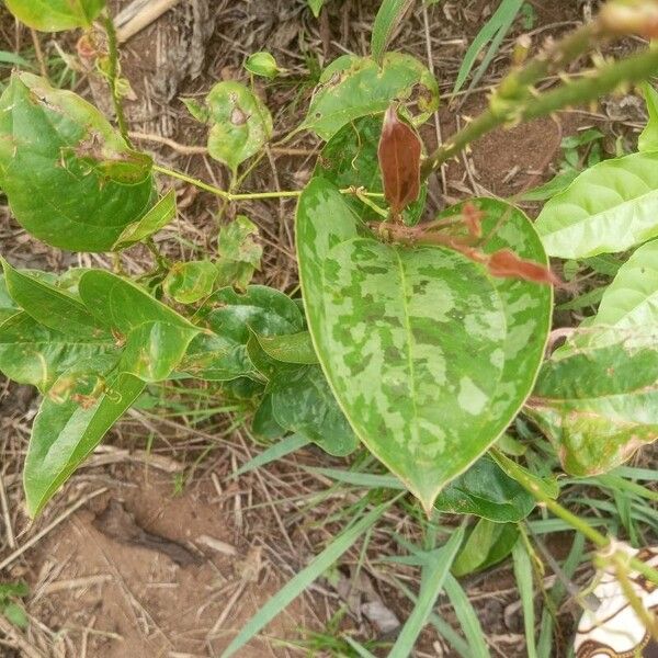 Smilax anceps (Smilax anceps)