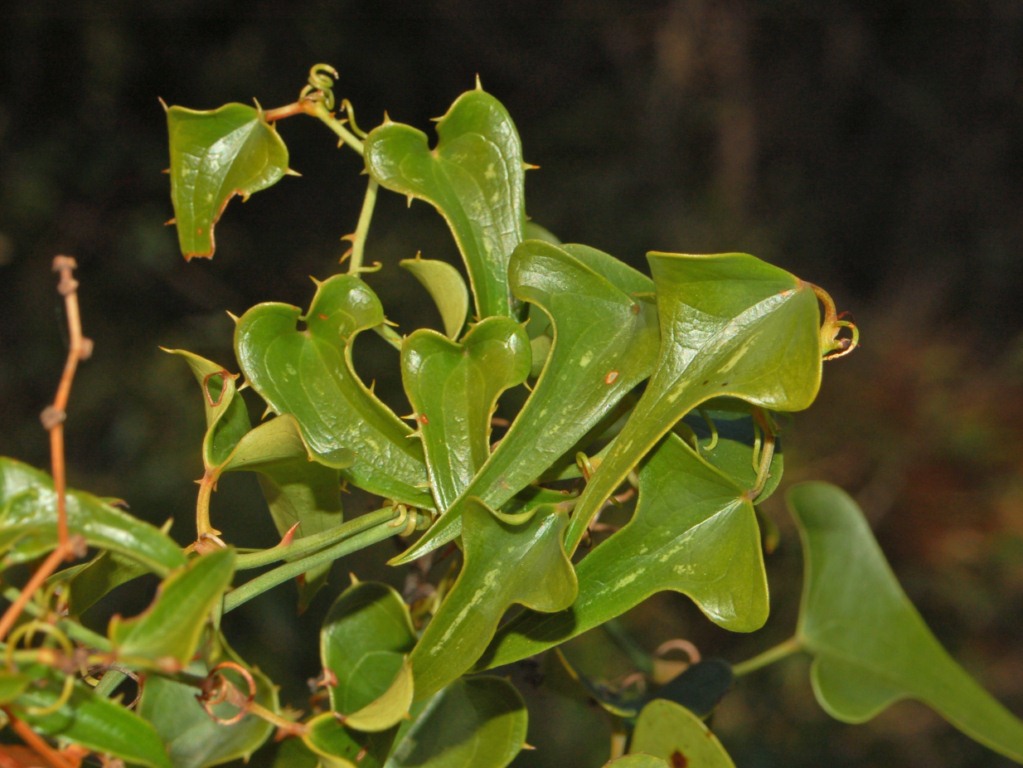 Rough bindweed: Smilax aspera - Curlo, Genova, Italy