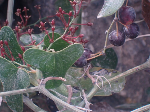 Rough bindweed (Smilax aspera)