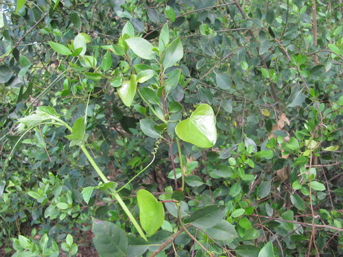 Rough bindweed (Smilax aspera)