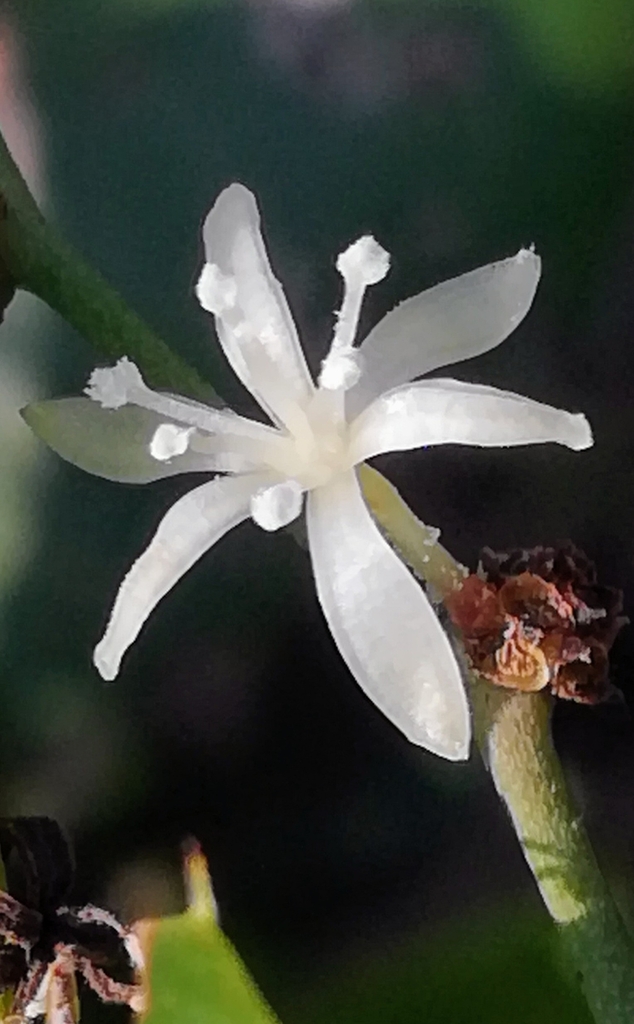 Rough bindweed (Smilax aspera)