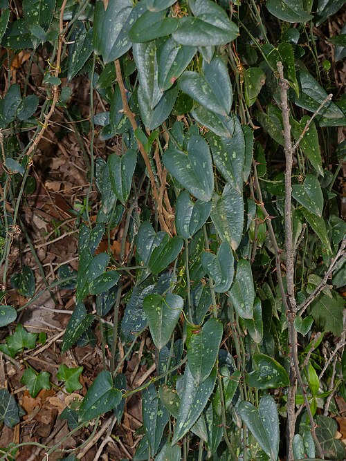 Rough bindweed: Valcrose, Aniane, Hérault, FRANCE